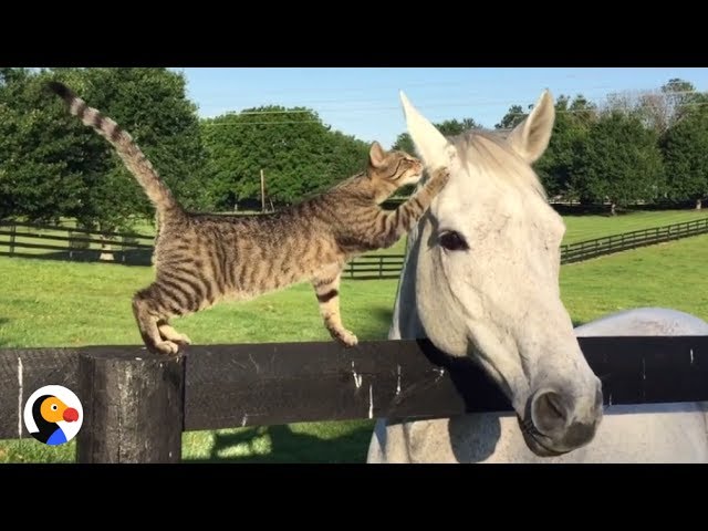 Liefde tussen kat en paard