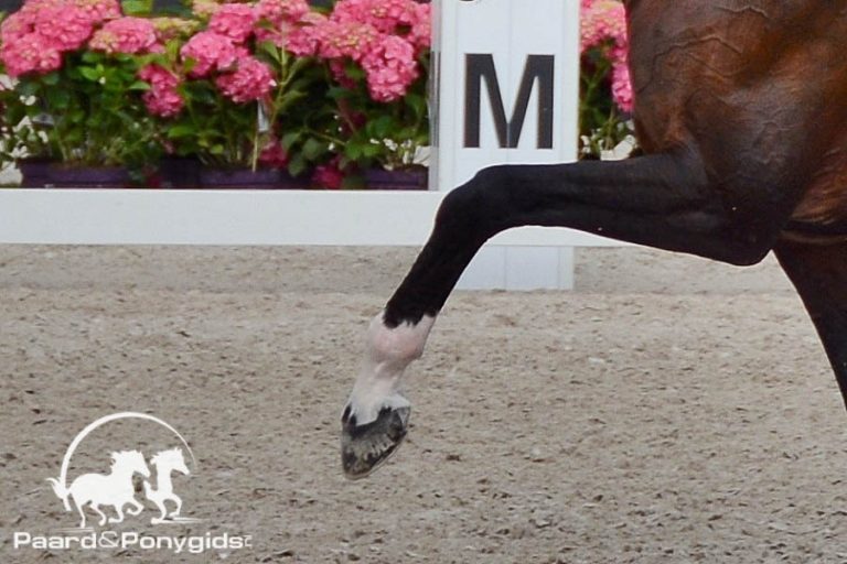 Nations Cup dressuur van start in Compiegne