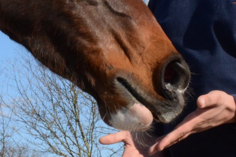 Paard gered na dertig uur onder de grond te hebben vastgezeten