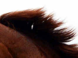 /nieuws/nieuws_img/Algemeen paard.png
