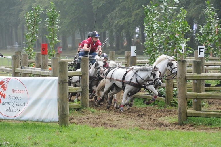 Nederlandse pony’s goed door de keuring voor het WK