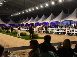 /nieuws/nieuws_img/Flanders Foal Auction.jpg