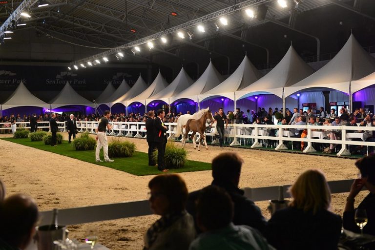 Flanders Foal Auction nu ook naar Ocala, Florida