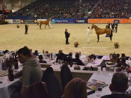 /images/Hengstenkeuring Den Bosch .jpg