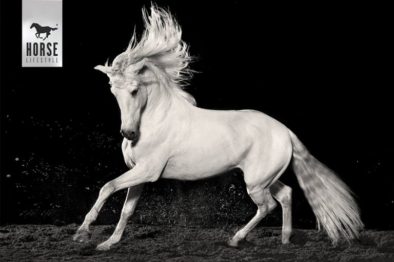 Win VIP kaarten voor de première van Horse of Kings, Thief of Hearts