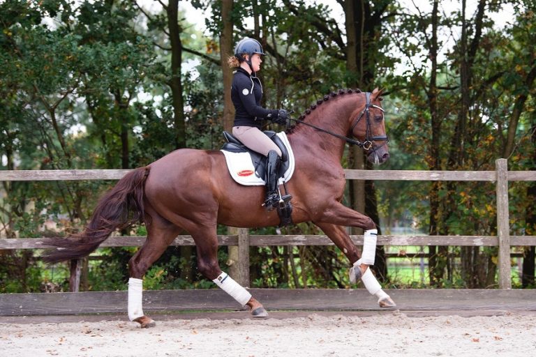 KWPN hengst Indian Summer uitgenodigd voor hengstenshow Denemarken