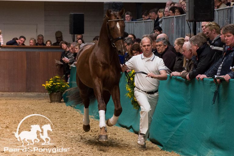 Lindenburg Sporthorses, dressuurbeloftes voor de toekomst