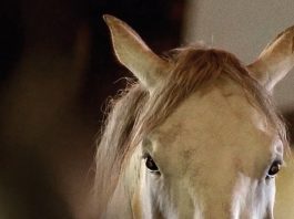 /nieuws/nieuws_img/Perfect Horse 26122015.jpg