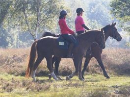 /nieuws/nieuws_img/Pink Ride 20112015.jpg