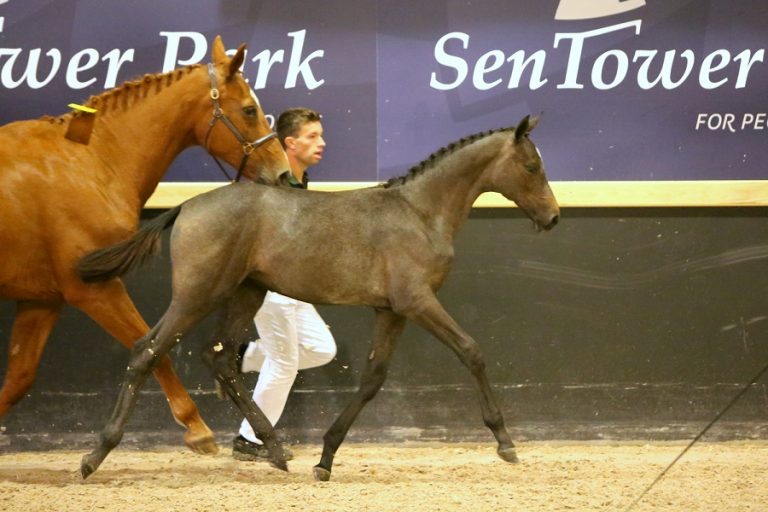 Gemiddelde prijs van 16.500 euro bij Flanders Foal Auction