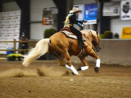 /images/Ricky Young  2015 Reining.jpg