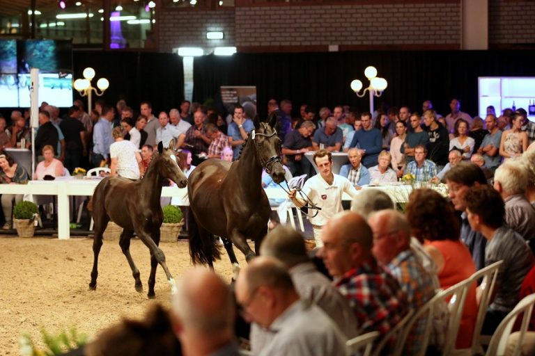 Veulens en rijpaarden op SELL Veulenveiling Brabant