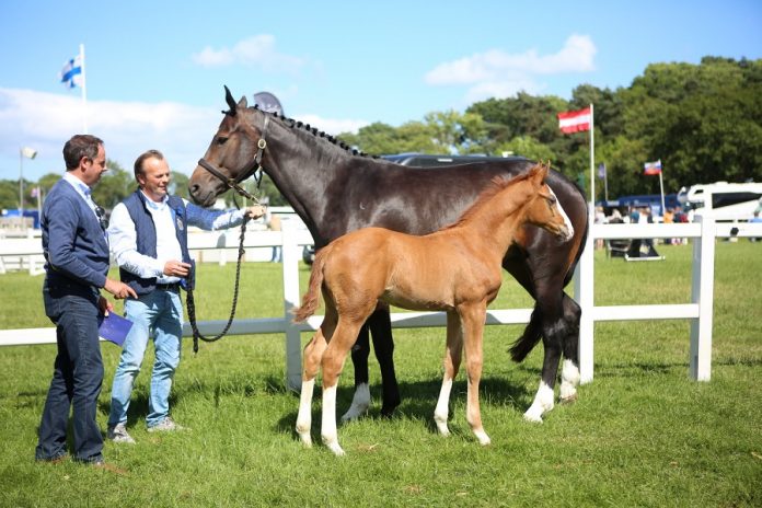 /nieuws/nieuws_img/Tinkas Star 2017.jpg