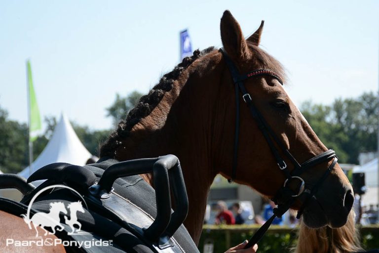Vijfde plaats voor team Roy Rogers op EK Voltige