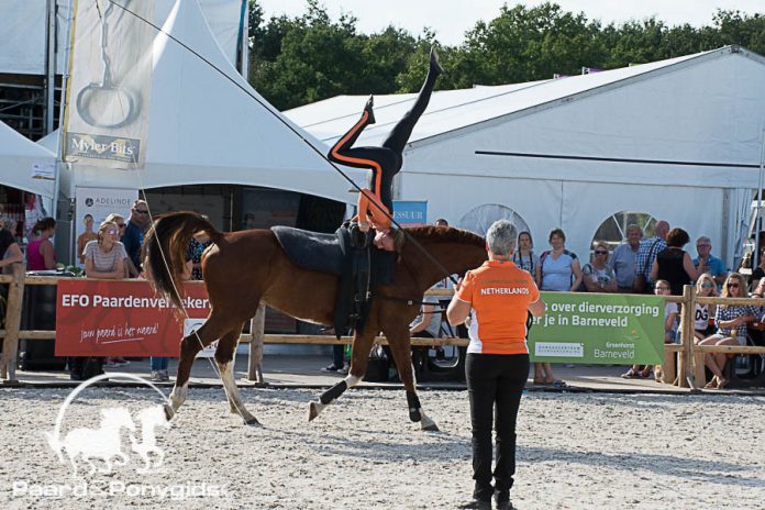 voltige. Foto: Tabitha de Bie - Paard & Ponygids