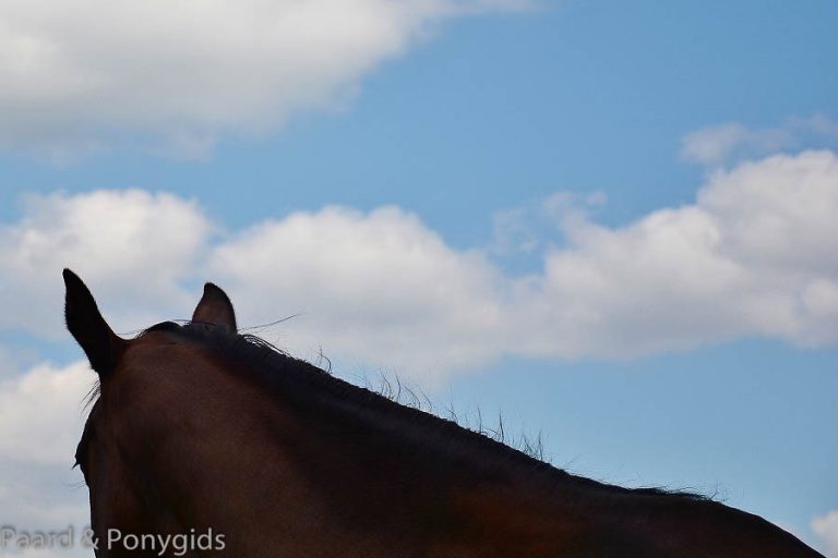 Paarden omgekomen bij stalbrand in Wolvega