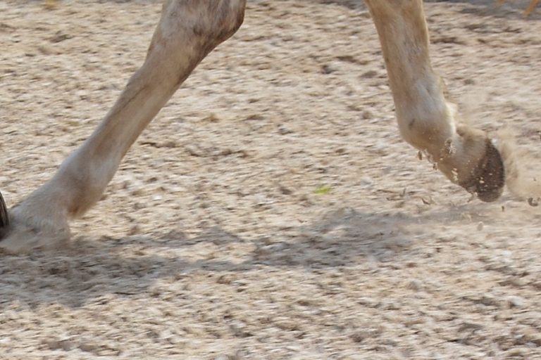 Nederlandse Catherine Gudde finisht in Mongol Derby