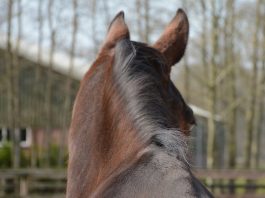 /images/achterhoofd paard.jpg