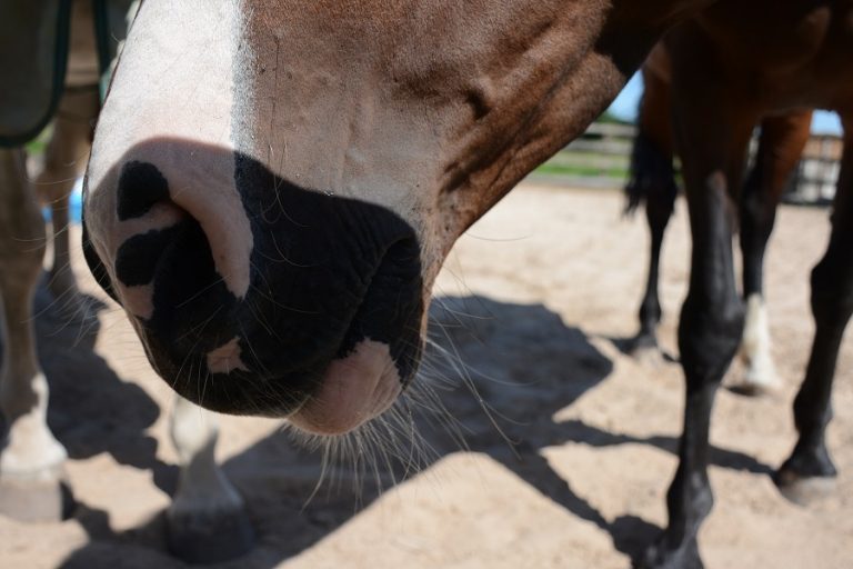 Gruwelijke paardenmishandeling in Bergharen