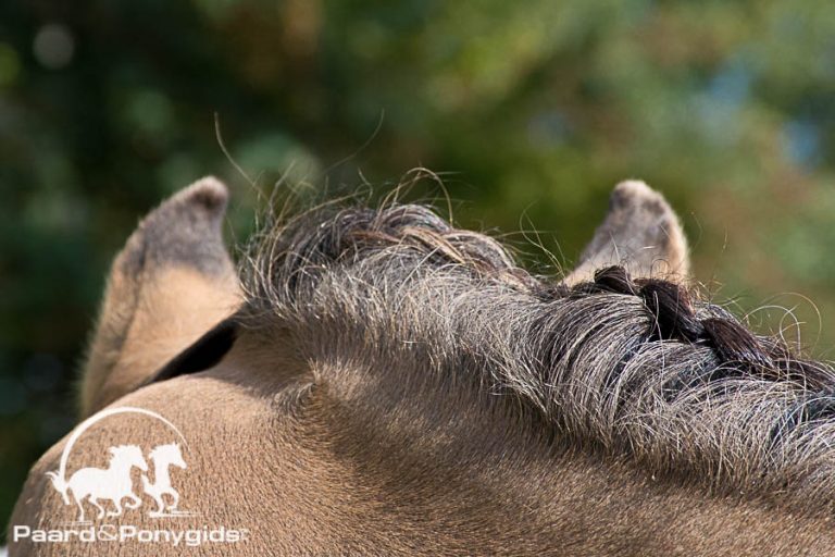 Equine Infectieuze Anemie (EIA) vastgesteld in Vreeland
