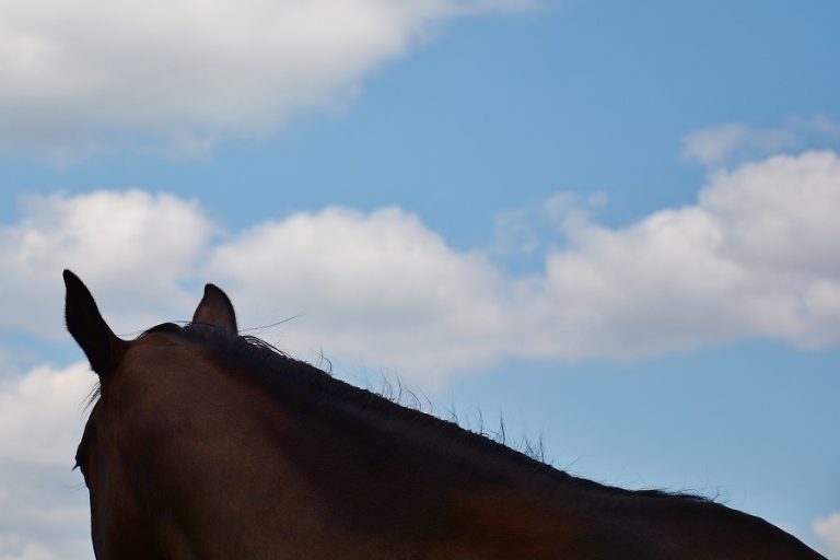 Met Rhino virus besmet paard ingeslapen