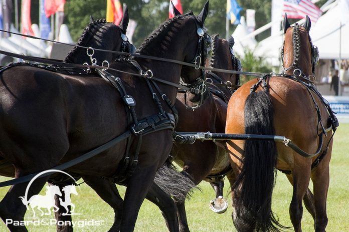 vierspan ©Tabitha de Bie