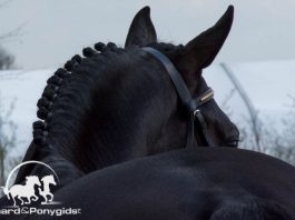 /images/algemeen dressuur 03012017.jpg