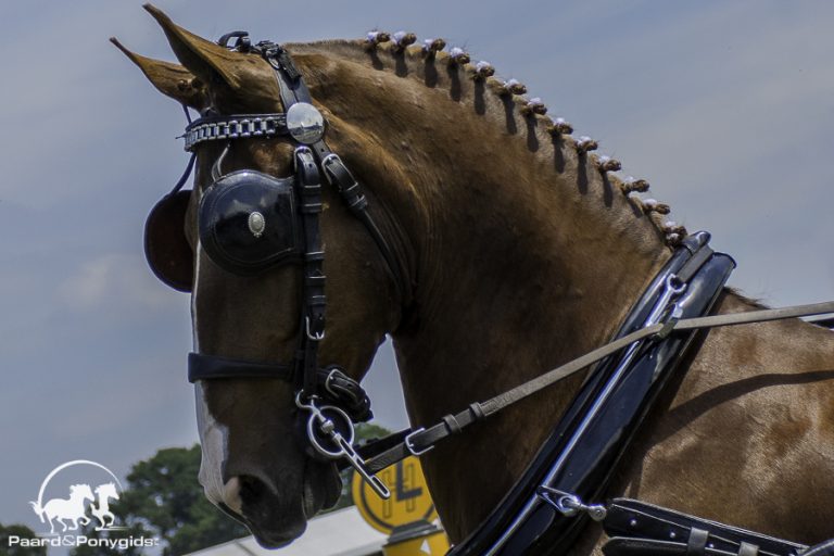 Zestien tuigpaardhengsten doorverwezen
