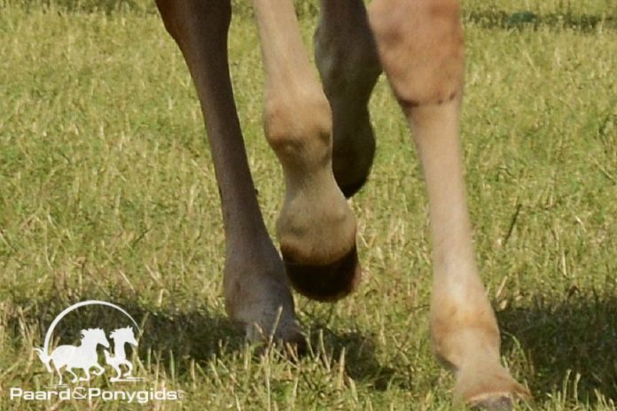 /images/benen 17062016.jpg