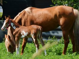 /images/bont veulen 27082015.jpg