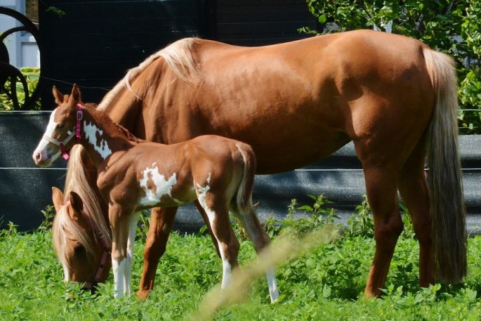 /images/bont veulen 27082015.jpg