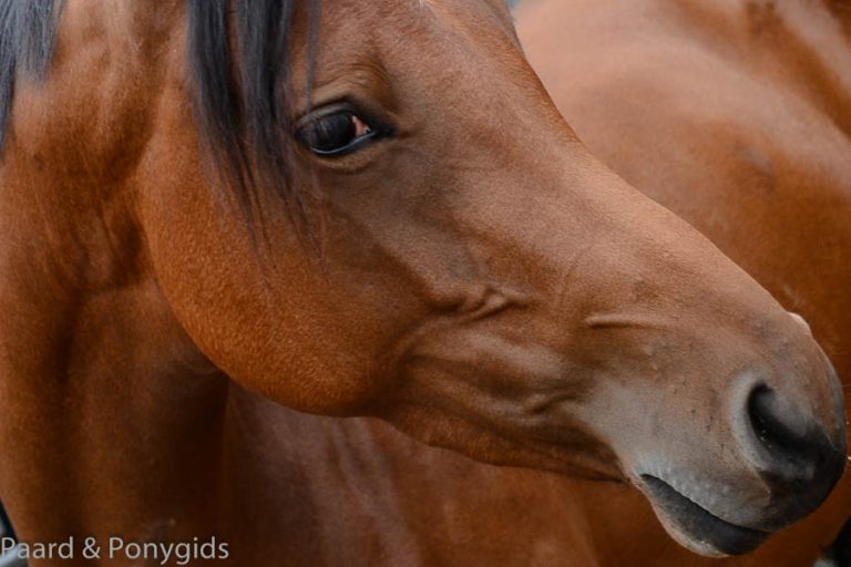 Verongelukt ruitertje (9) zat met voet vast in stijgbeugel