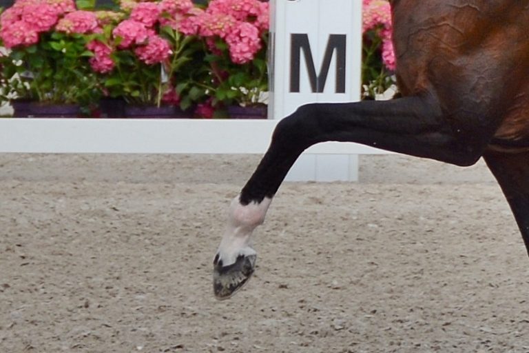 Start dressuur jeugdcompetitie succesvol voor Van Peperstraten