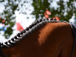 paard ingevlochten hals