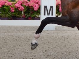 /images/dressuur 14012016.jpg