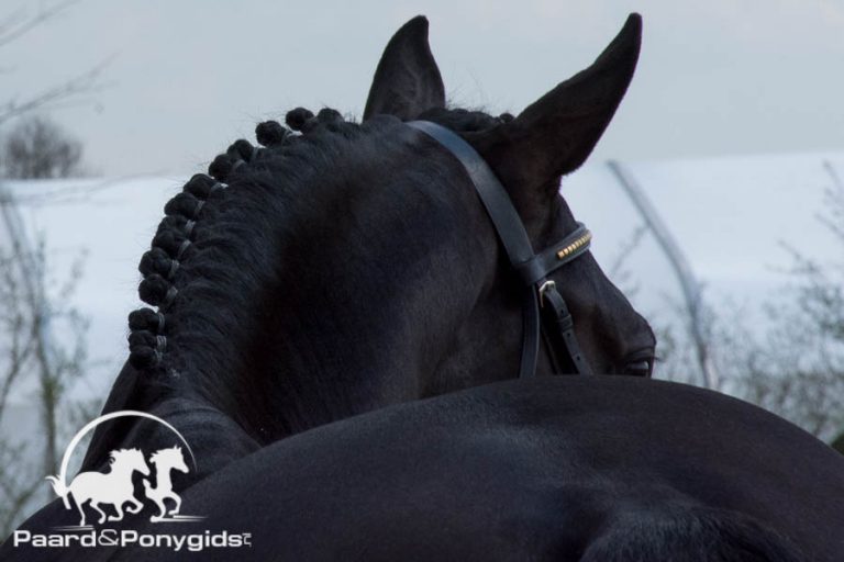 Z1 Indoor kampioenstitel voor Febe van Zwambagt en FS Love Story