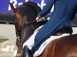 Dressuur. Foto: Tabitha de Bie - Paard & Ponygids