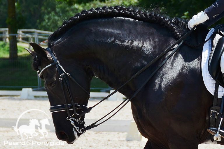CK 2016: Dr. Pol overhandigt bokaal aan beste Friese merrie