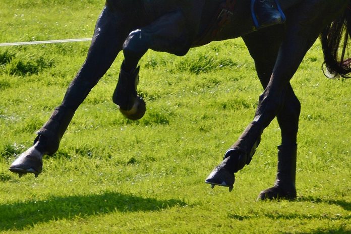 /images/galop.jpg /images/galop.jpg