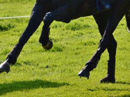 /images/galop 17012016.jpg