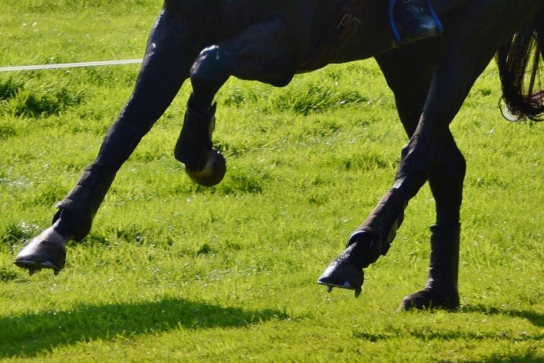 American Pharoah in Amerika Paard van het jaar 2015