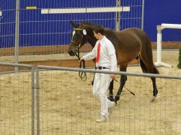 hengstenkeuring