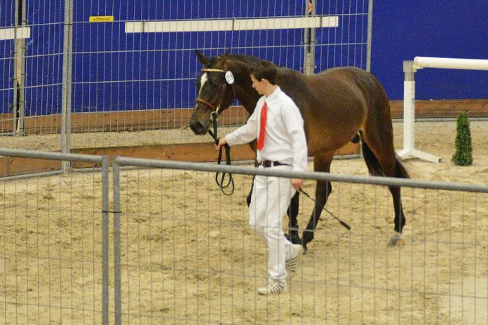 hengstenkeuring
