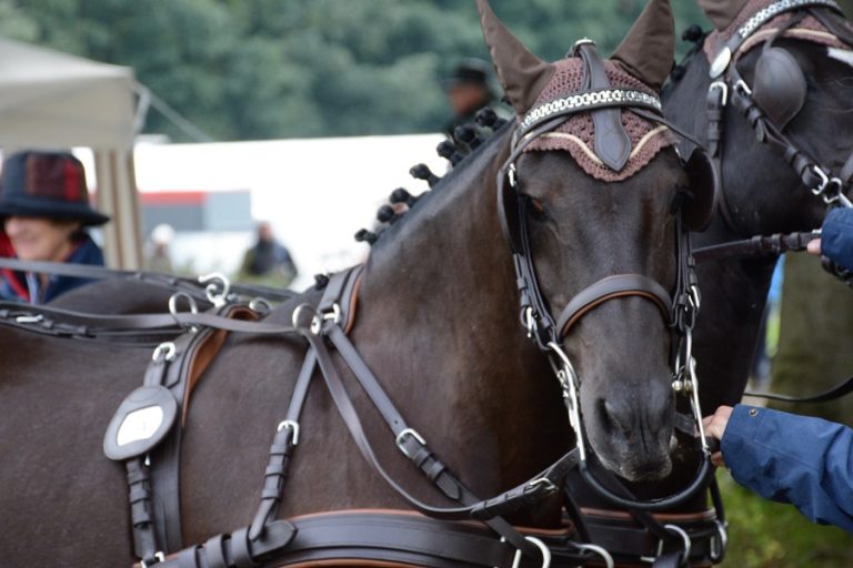 Jan-Felix Pfeffer wint dressuur tweespan WK ponymennen