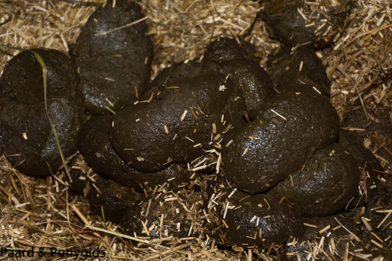 Poeptransplantatie ter behandeling van diarree bij paarden