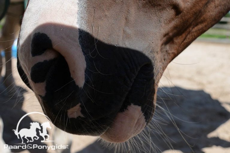 Vogelgriep vastgesteld in Kamperveen