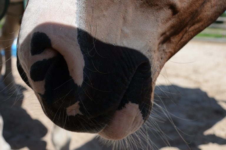 Tablet voor paarden? Beter onderzoek door touchscreen technologie