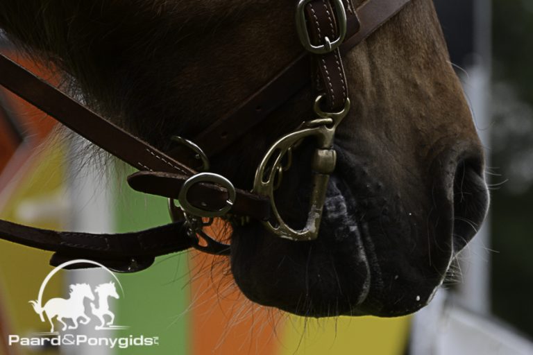 Drie springhengsten hebben het verrichtingsonderzoek verlaten
