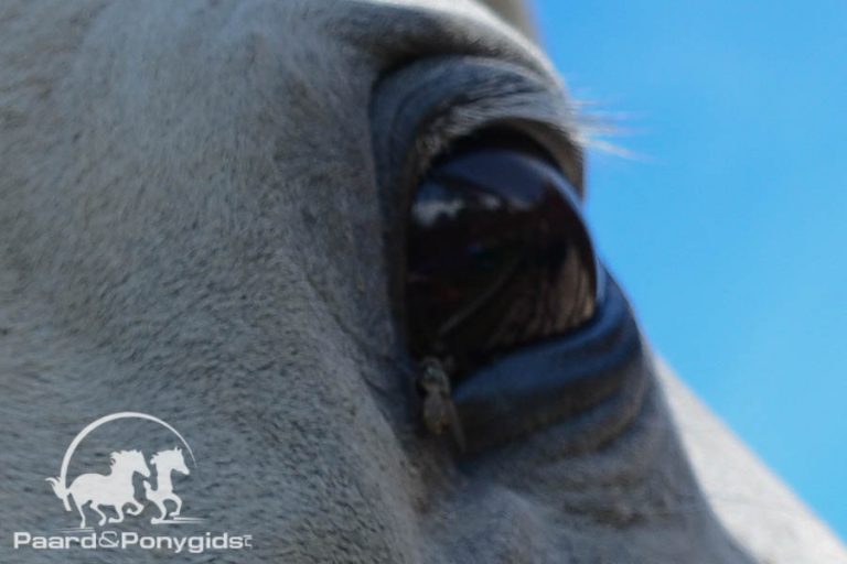 Oogoperatie voor achtergelaten pony na paintball aanval