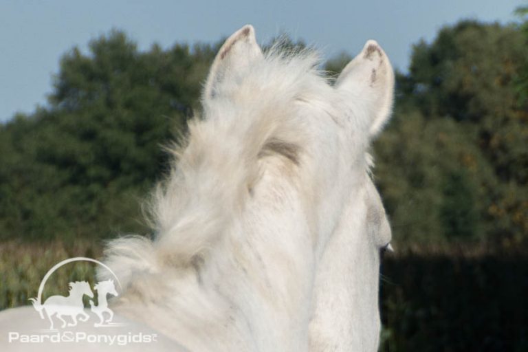 Met Hearts of Gold presenteert Rotterdam het EK bid 2019 aan FEI